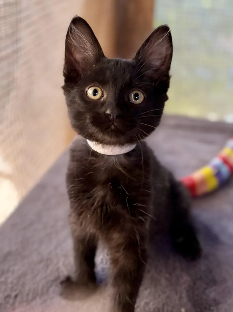 A young medium-sized female Brown / Chocolate Domestic Short Hair cat named Neblina for adoption in Oracle, AZ
