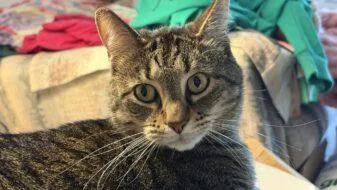 An adult small-sized male Domestic Short Hair cat named Ziggy fka Avery for adoption in West Chester, PA