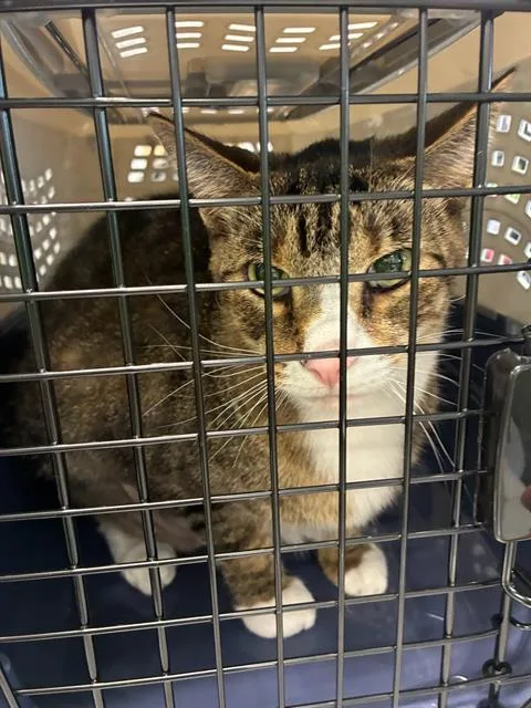 An adult small-sized male Domestic Short Hair cat named Buddy for adoption in Palmetto, FL