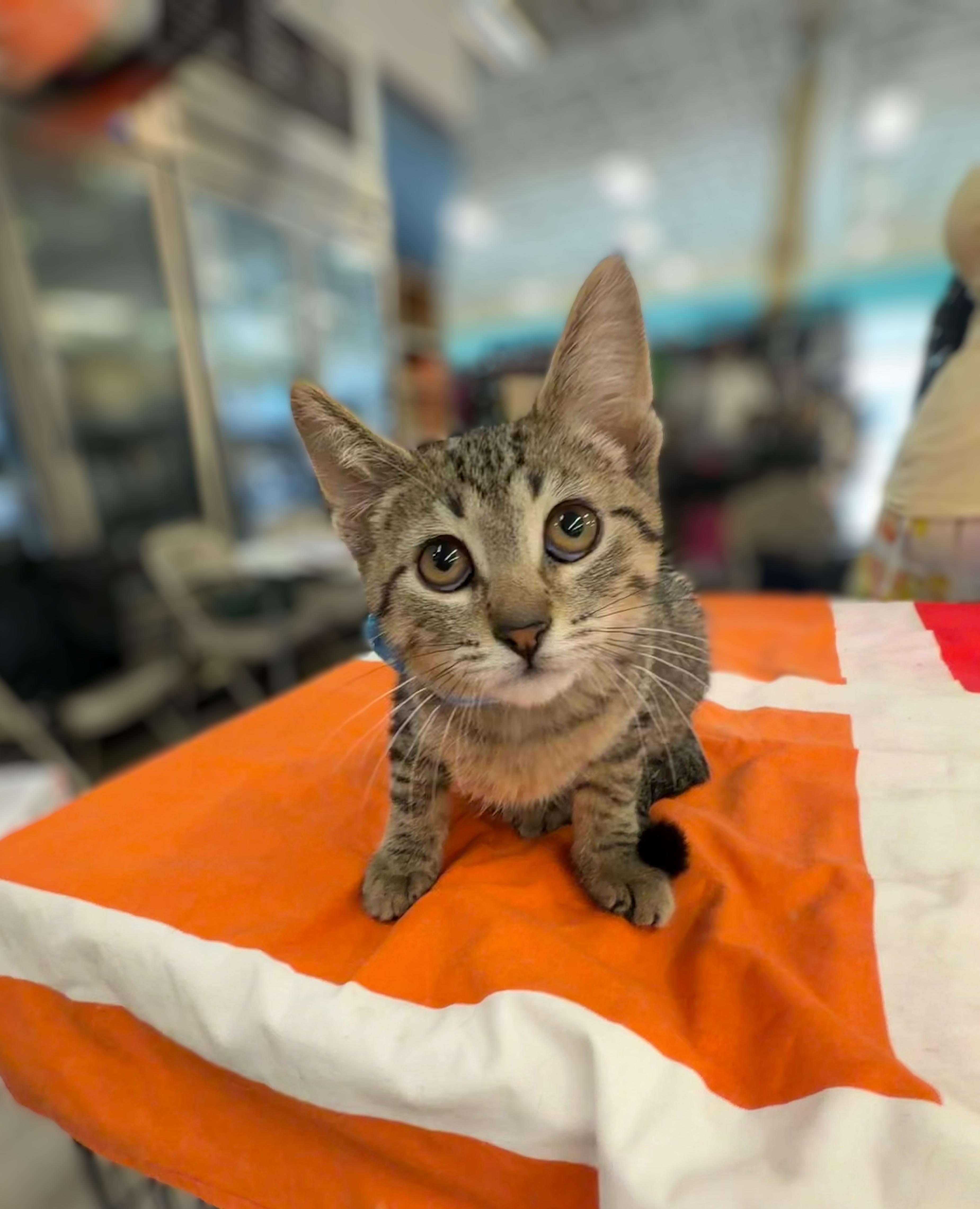 A baby small-sized male Tabby (Brown / Chocolate) Domestic Short Hair cat named Benson for adoption in Syosset, NY