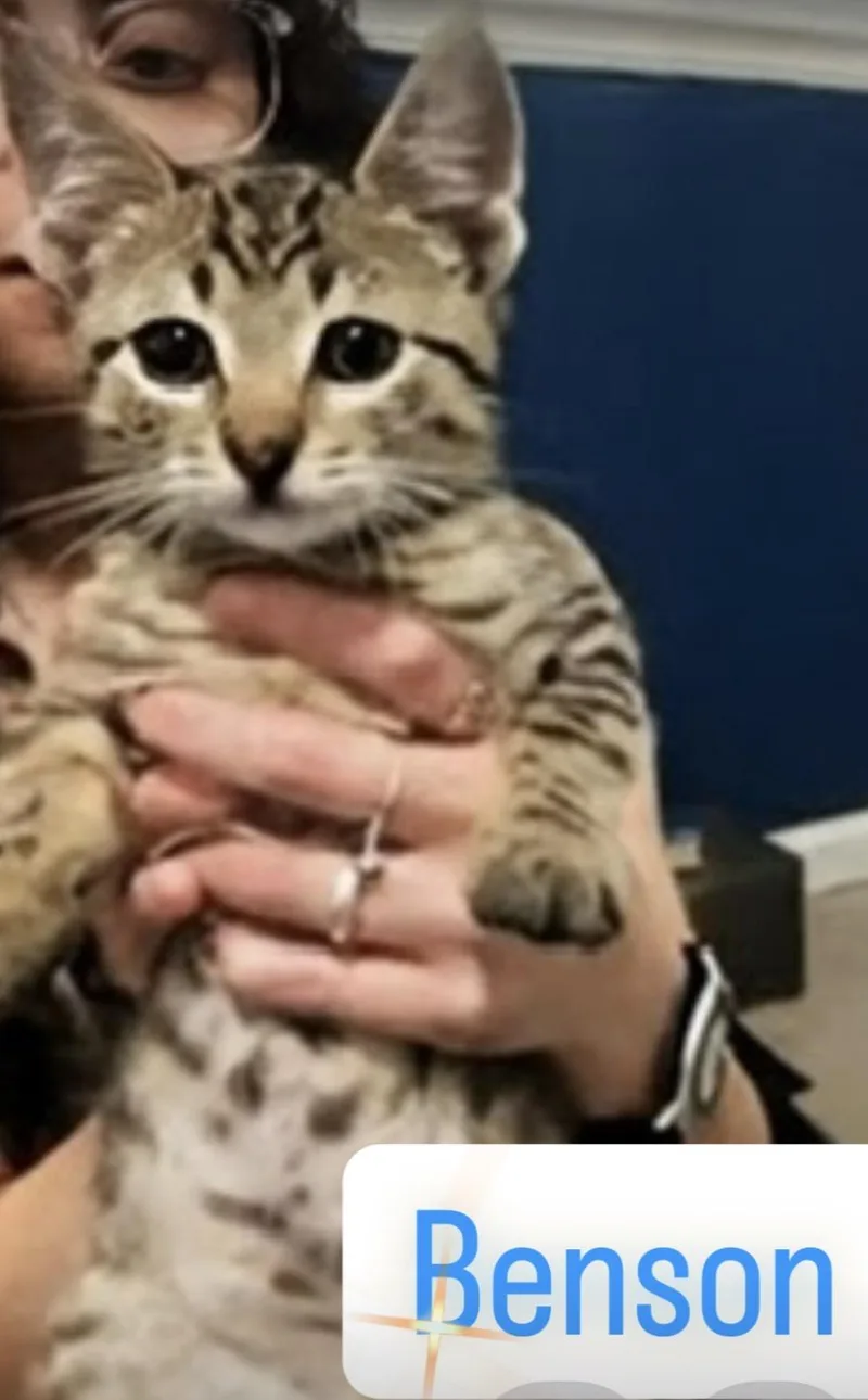 Benson thumbnail 2