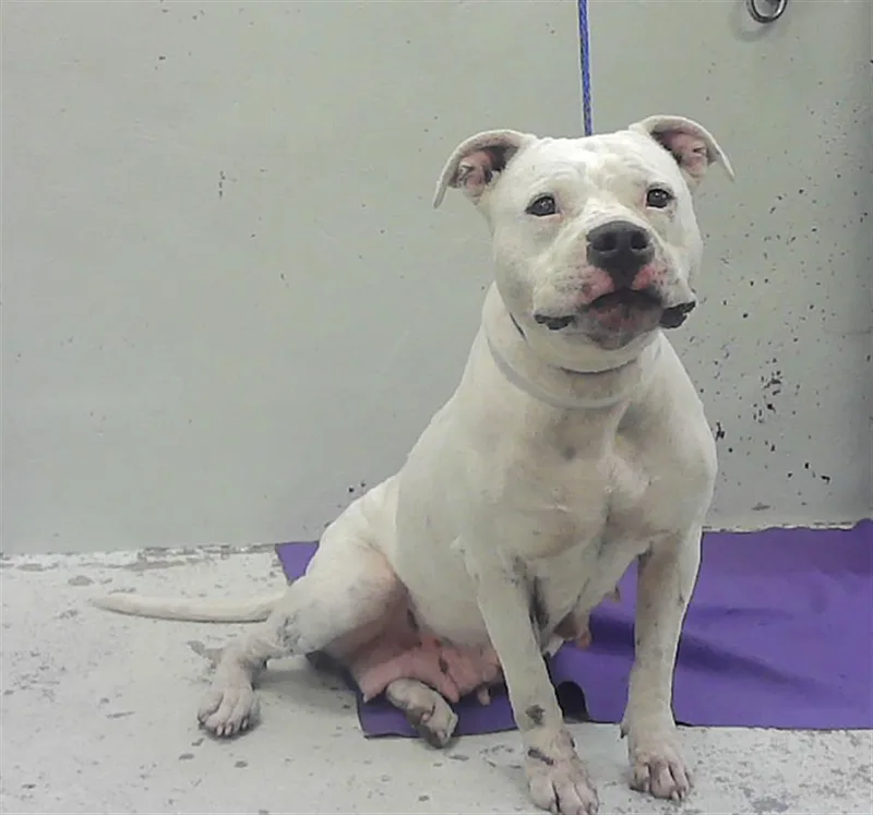 An adult large-sized female Staffordshire Bull Terrier dog named Miranda for adoption in Houston, TX