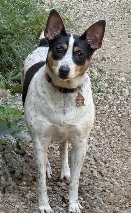 An adult small-sized male Rat Terrier dog named Drako for adoption in Lake City, MI