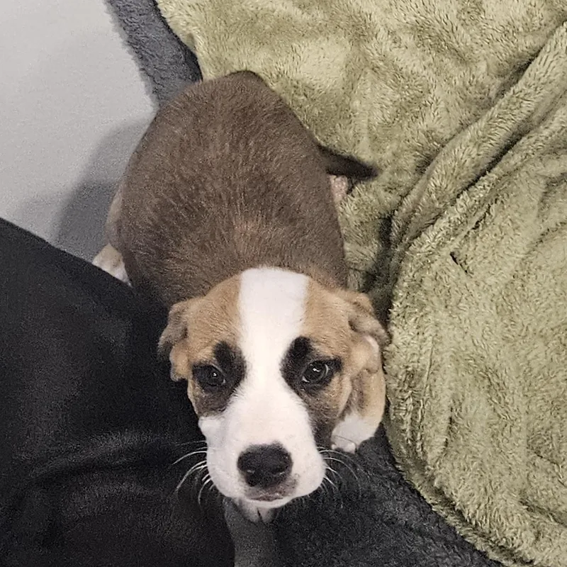 A baby medium-sized female Tricolor (Brown, Black, & White) Hound dog named Nova for adoption in Kalamazoo, MI