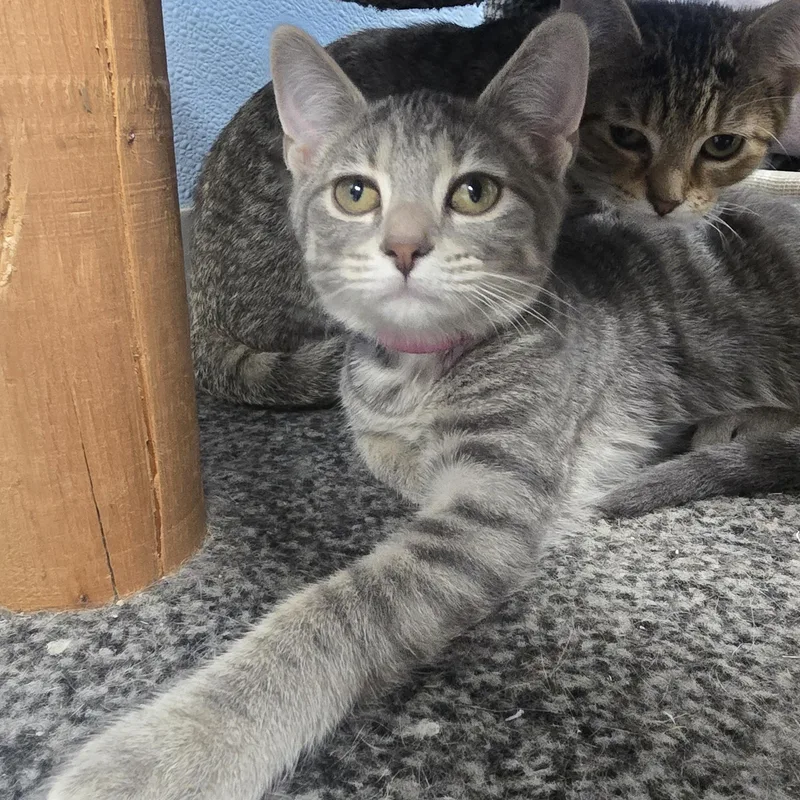 A baby medium-sized female Tabby (Gray / Blue / Silver) Domestic Short Hair cat named Eloise for adoption in Farmington, MO