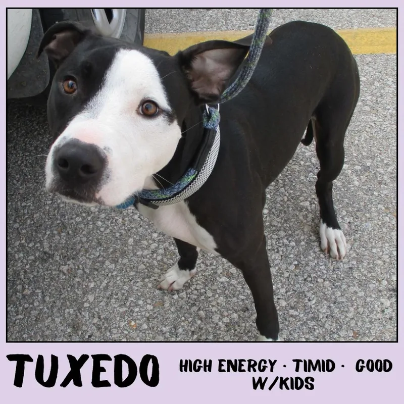 Tuxedo thumbnail 2