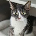 An adult large-sized male Tabby (Gray / Blue / Silver) Domestic Short Hair cat named Oliver for adoption in Reisterstown, MD