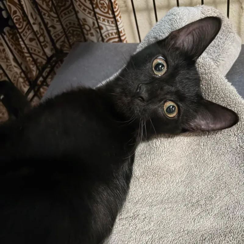 A baby small-sized female Black Domestic Long Hair cat named Lil Bit for adoption in West Des Moines, IA