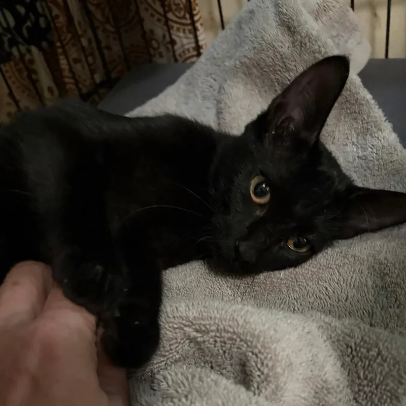Lil Bit thumbnail 4