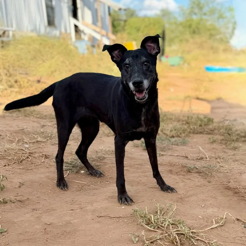 A senior medium-sized female Black Shepherd dog named Moon Pie for adoption in Chaska, MN