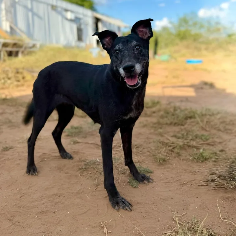 Moon Pie thumbnail 6