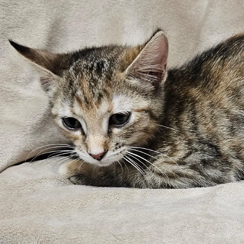 A baby small-sized female Torbie Domestic Short Hair cat named Vienna for adoption in Brighton, MO