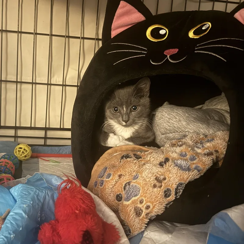 A baby small-sized male Gray & White American Shorthair cat named Jitsu for adoption in Brooklyn, NY