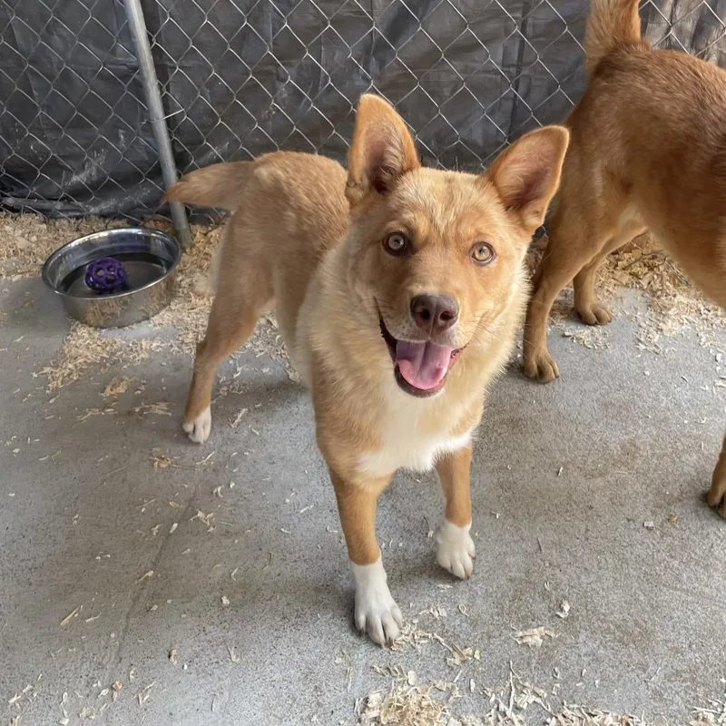 A young medium-sized female Apricot / Beige Chow Chow dog named Lady for adoption in Tacoma, WA