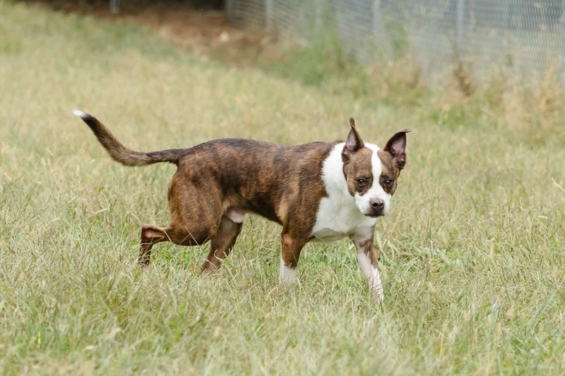 An adult medium-sized male Boston Terrier dog named Buster for adoption in Newburgh, IN
