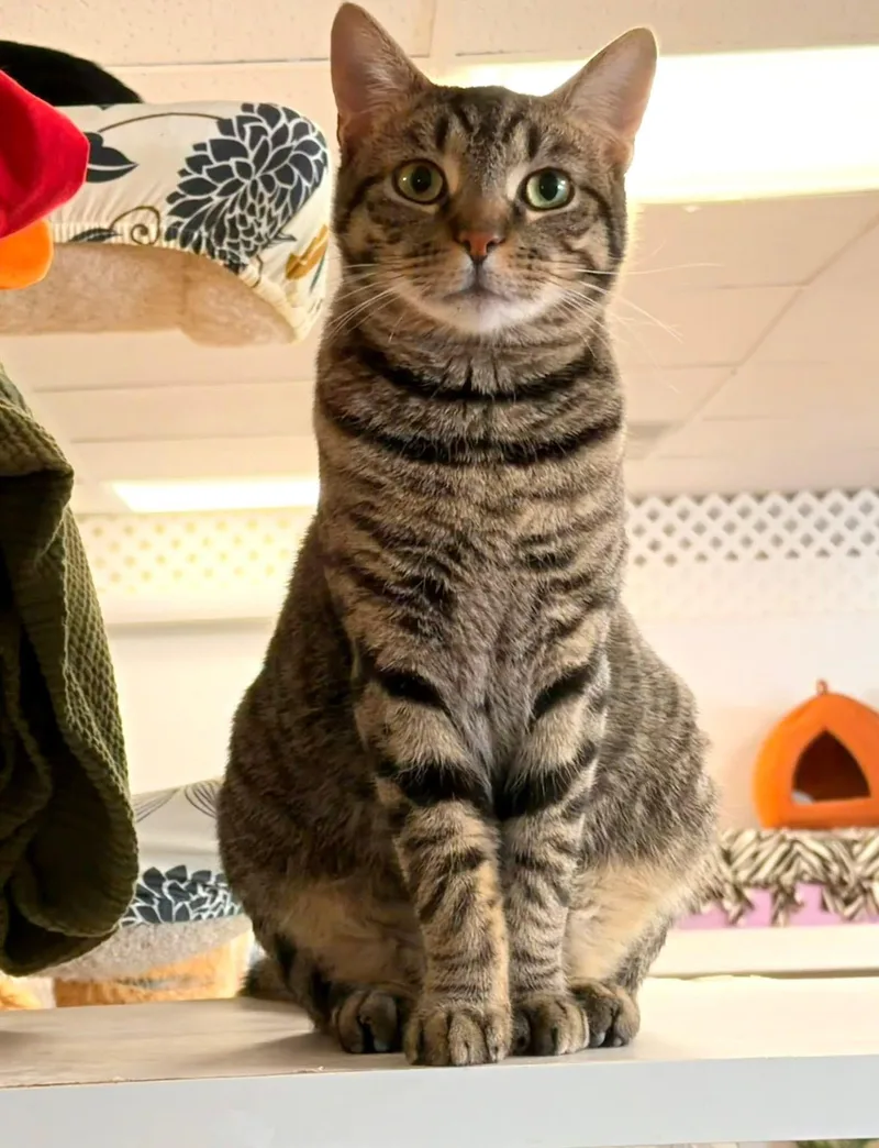 Atlas