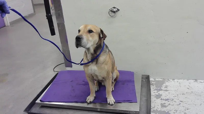 An adult medium-sized male Staffordshire Bull Terrier dog named Rex for adoption in Houston, TX