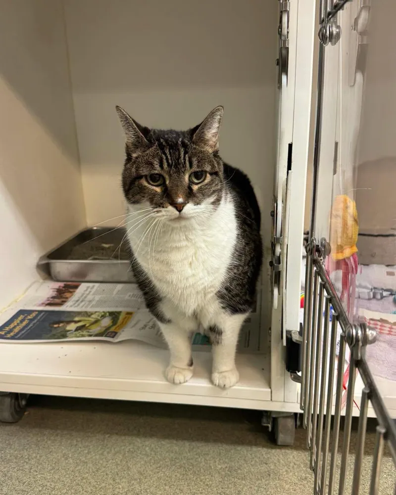 A senior extra large-sized male Domestic Short Hair cat named Tiger for adoption in Bloomfield, NJ