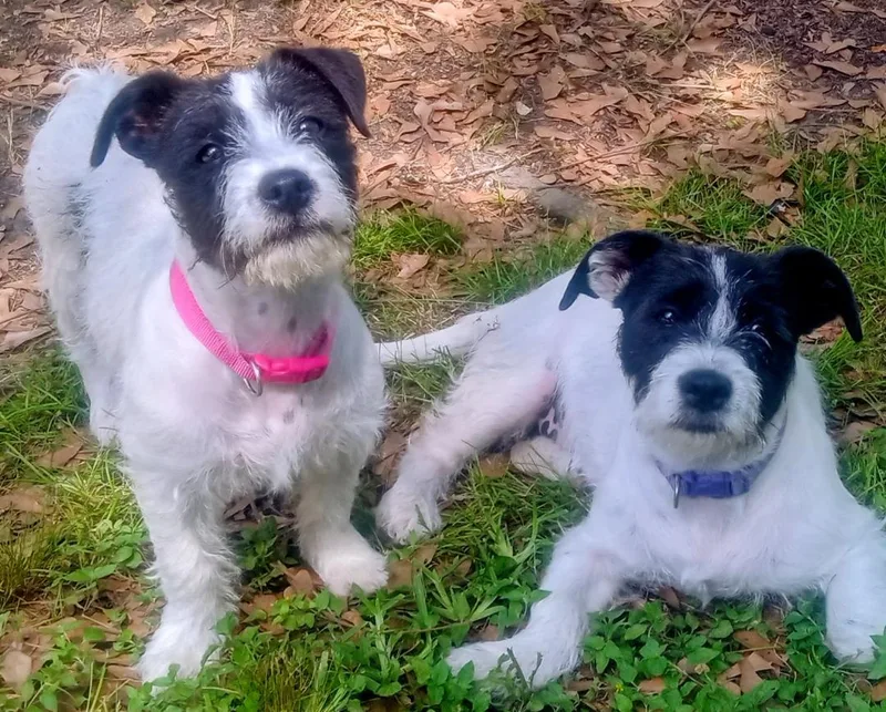 A young medium-sized female Bicolor Jack Russell Terrier dog named Penelope And Violet for adoption in Silsbee, TX