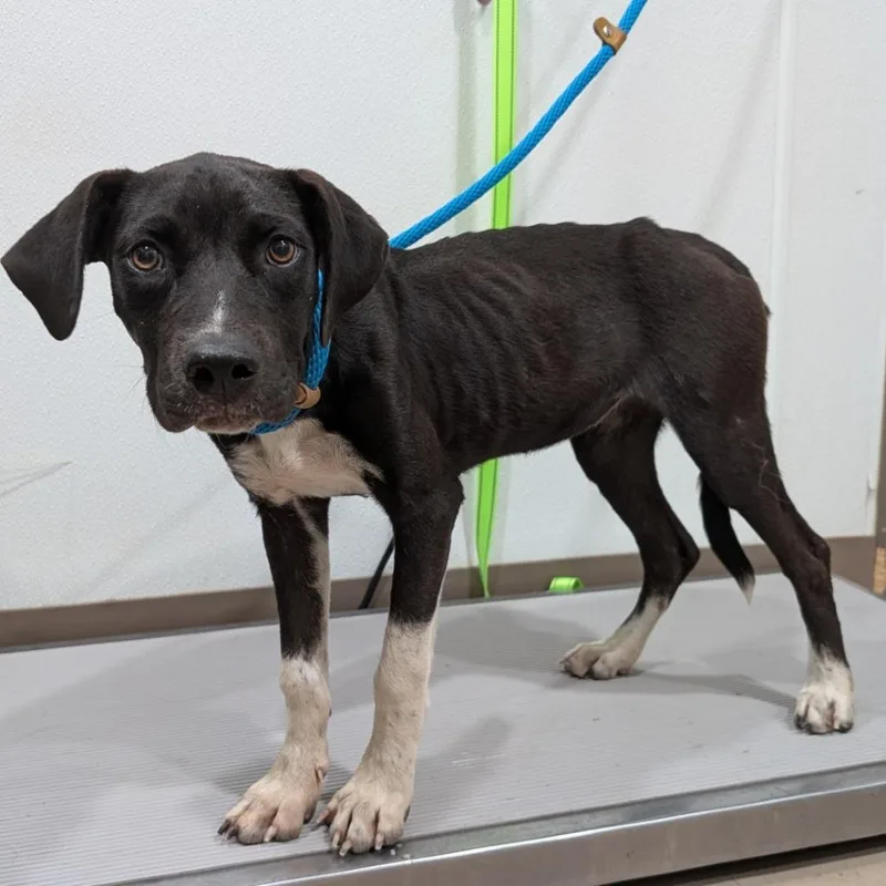 A young medium-sized female Black Labrador Retriever dog named Sheena for adoption in Buchanan Dam, TX