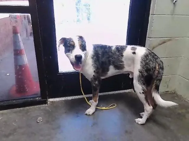 A young large-sized male Great Dane dog named Leviticus for adoption in Tulsa, OK
