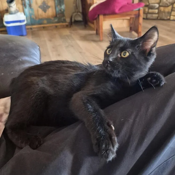 A baby small-sized male Black Domestic Short Hair cat named Parker for adoption in Prescott, AZ
