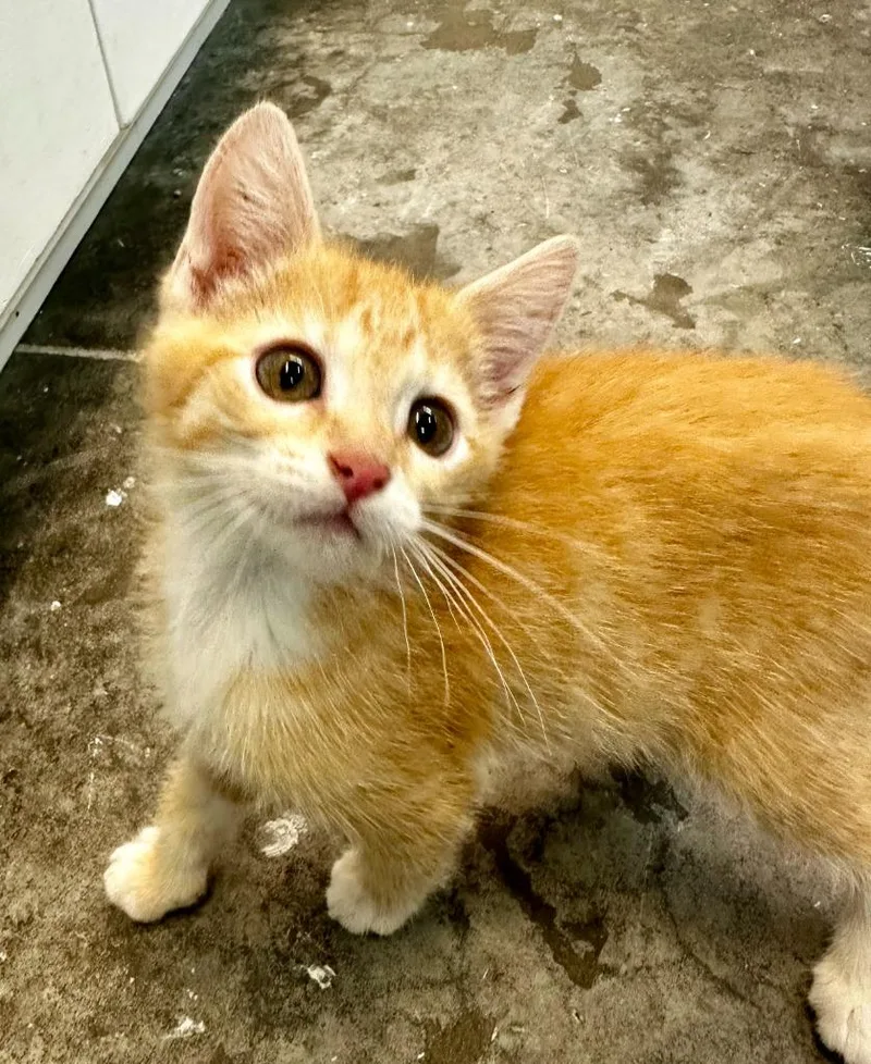 A baby small-sized male Domestic Short Hair cat named Chesley for adoption in Neosho, MO