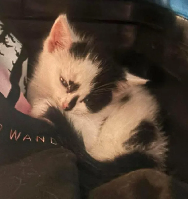 A baby small-sized female Domestic Short Hair cat named Cow Mary for adoption in Ada, OK