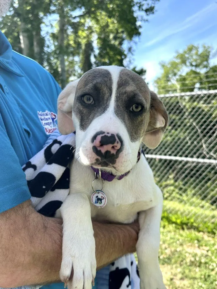 A baby medium-sized female White / Cream Mixed Breed dog named Puff for adoption in Alexandria, VA