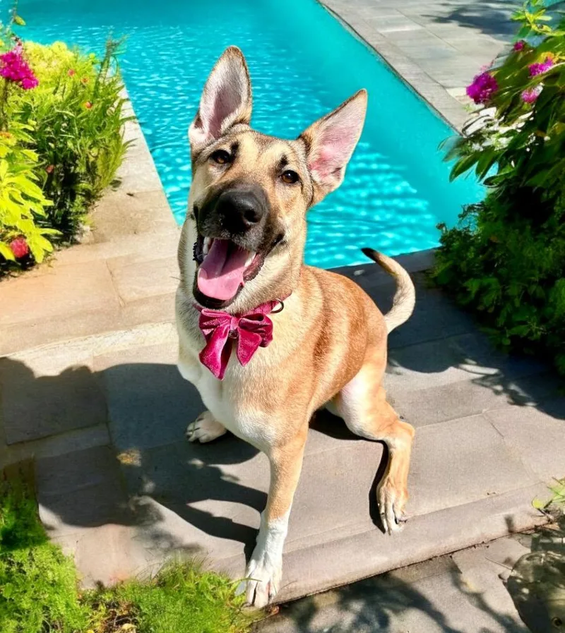 A young large-sized female Shepherd dog named Haflinger for adoption in Cape Coral, FL