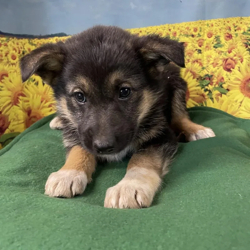 A baby medium-sized female Black German Shepherd Dog dog named Baroness for adoption in Eureka Springs, AR