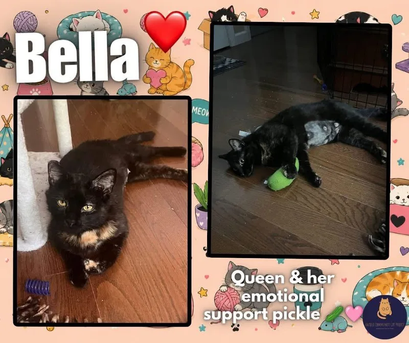 An adult medium-sized female Tortoiseshell cat named Bella for adoption in Enfield, CT