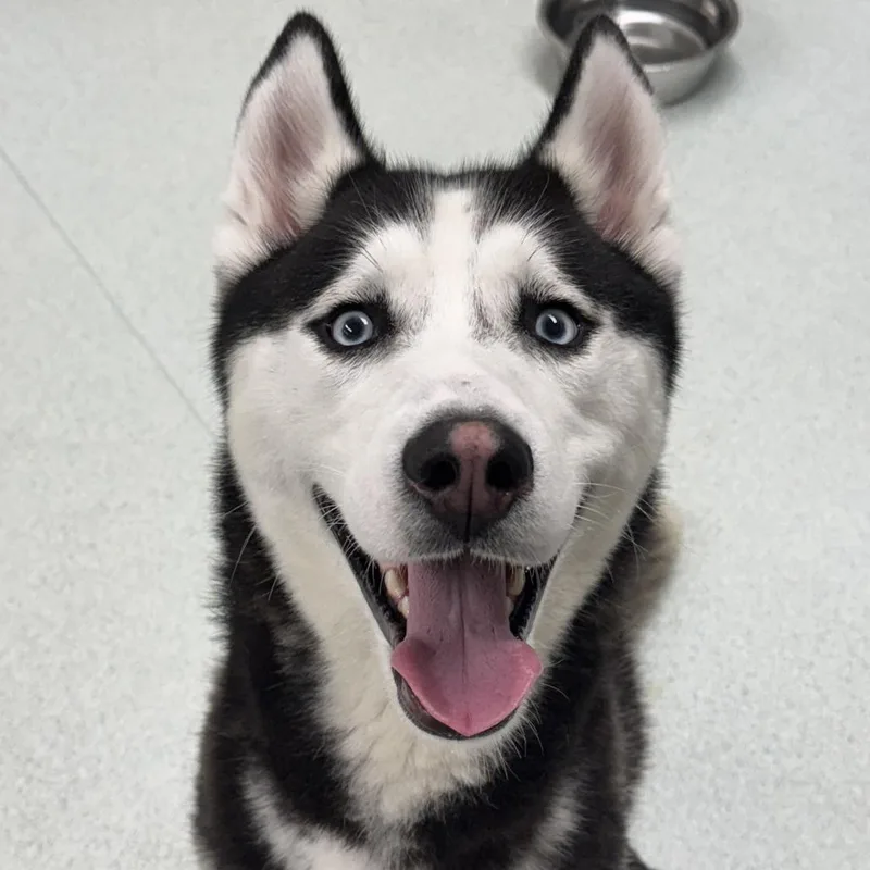 A young medium-sized male Black Husky dog named Donkey for adoption in Springfield, MA