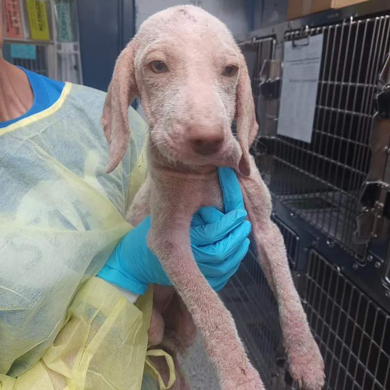 A young small-sized female Yellow / Tan / Blond / Fawn Dachshund dog named Nutterbutter for adoption in Hattiesburg, MS