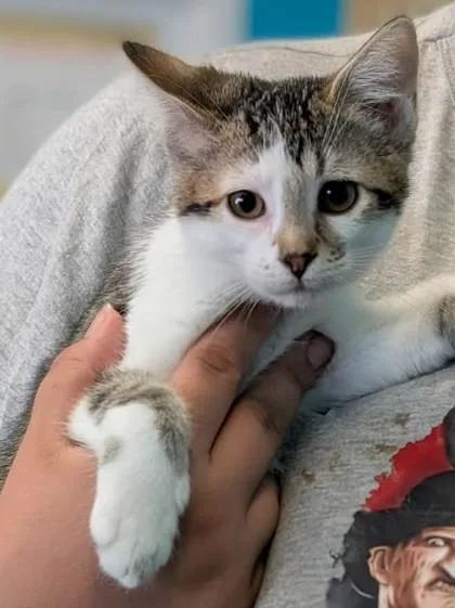 A baby small-sized male Domestic Short Hair cat named Harley for adoption in La Harpe, KS