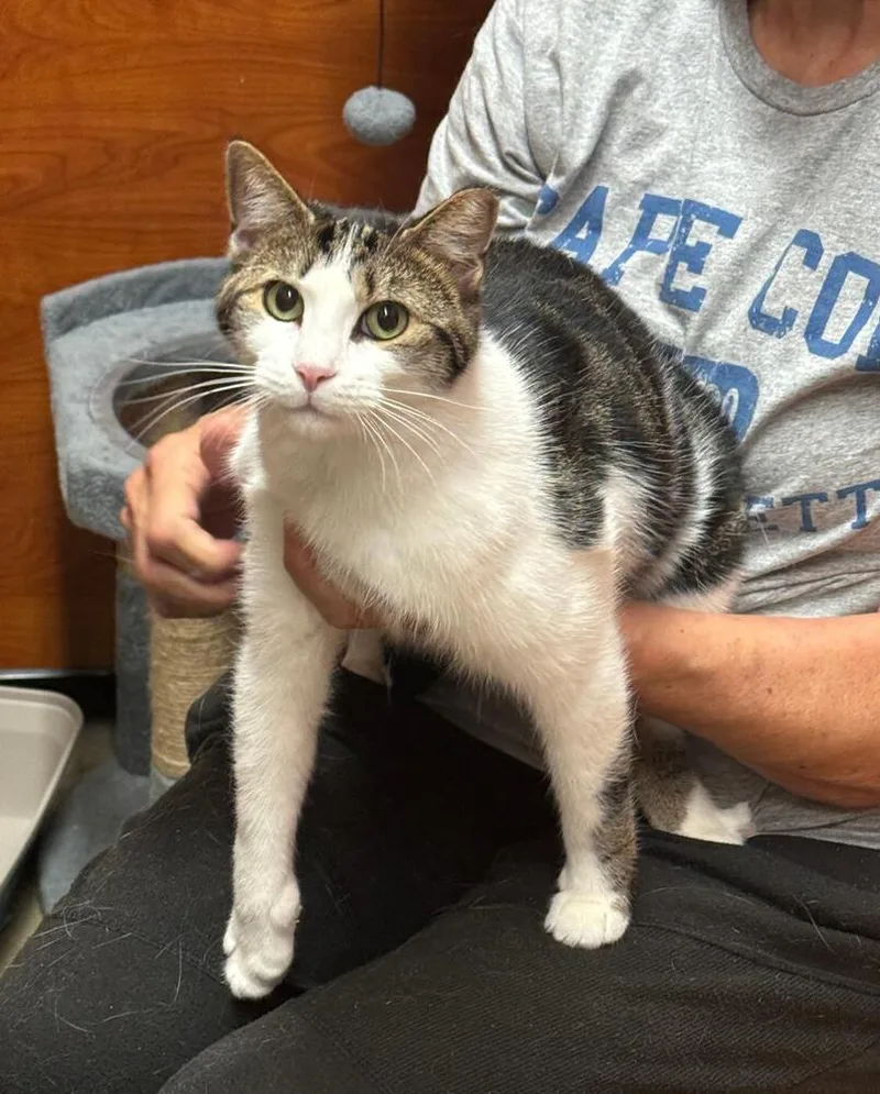 A young medium-sized female Gray & White Tabby cat named Nix for adoption in Breinigsville, PA