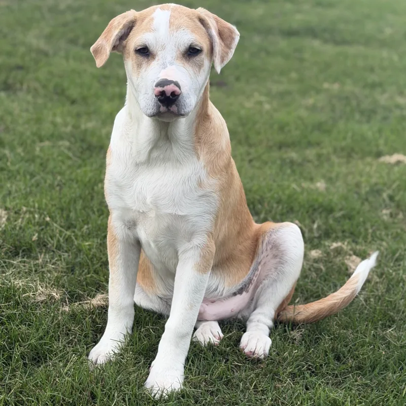 A baby large-sized male Labrador Retriever dog named Waffles for adoption in Krum, TX