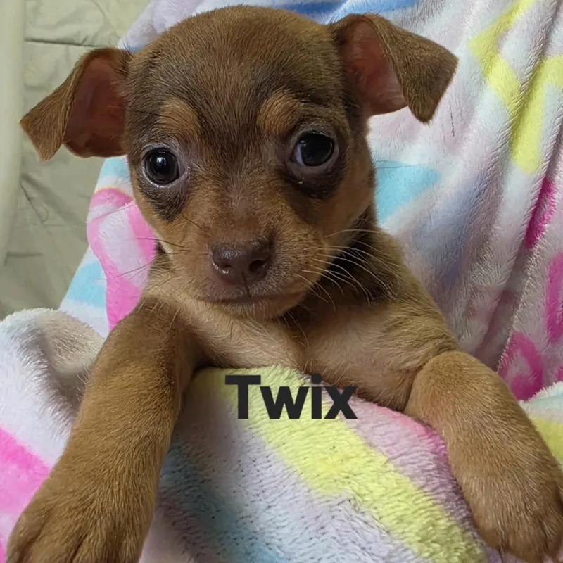 A baby small-sized female Brown / Chocolate Chihuahua dog named Twix for adoption in Lancaster, OH