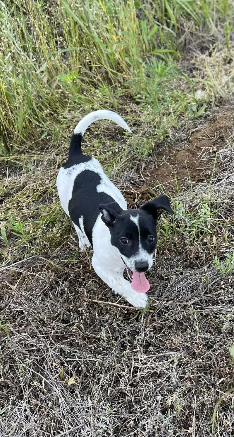 A baby small-sized female Black Chihuahua dog named Nikki Bee for adoption in Sadler, TX