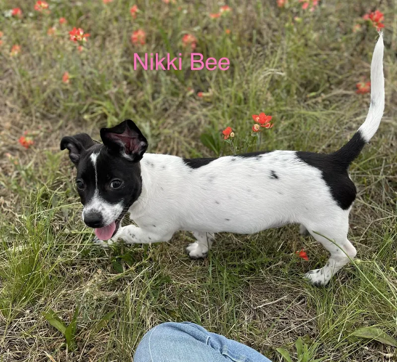 Nikki Bee thumbnail 2