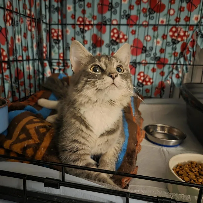 A young small-sized female Gray / Blue / Silver Domestic Medium Hair cat named Plum for adoption in Pasadena , MD