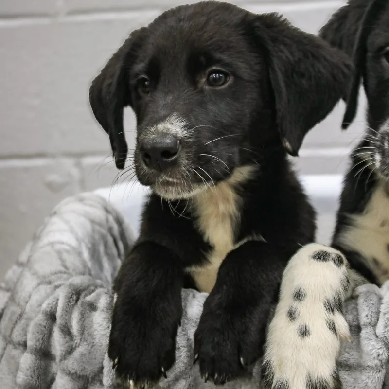 A baby small-sized male Black Labrador Retriever dog named Al for adoption in Madisonville, KY