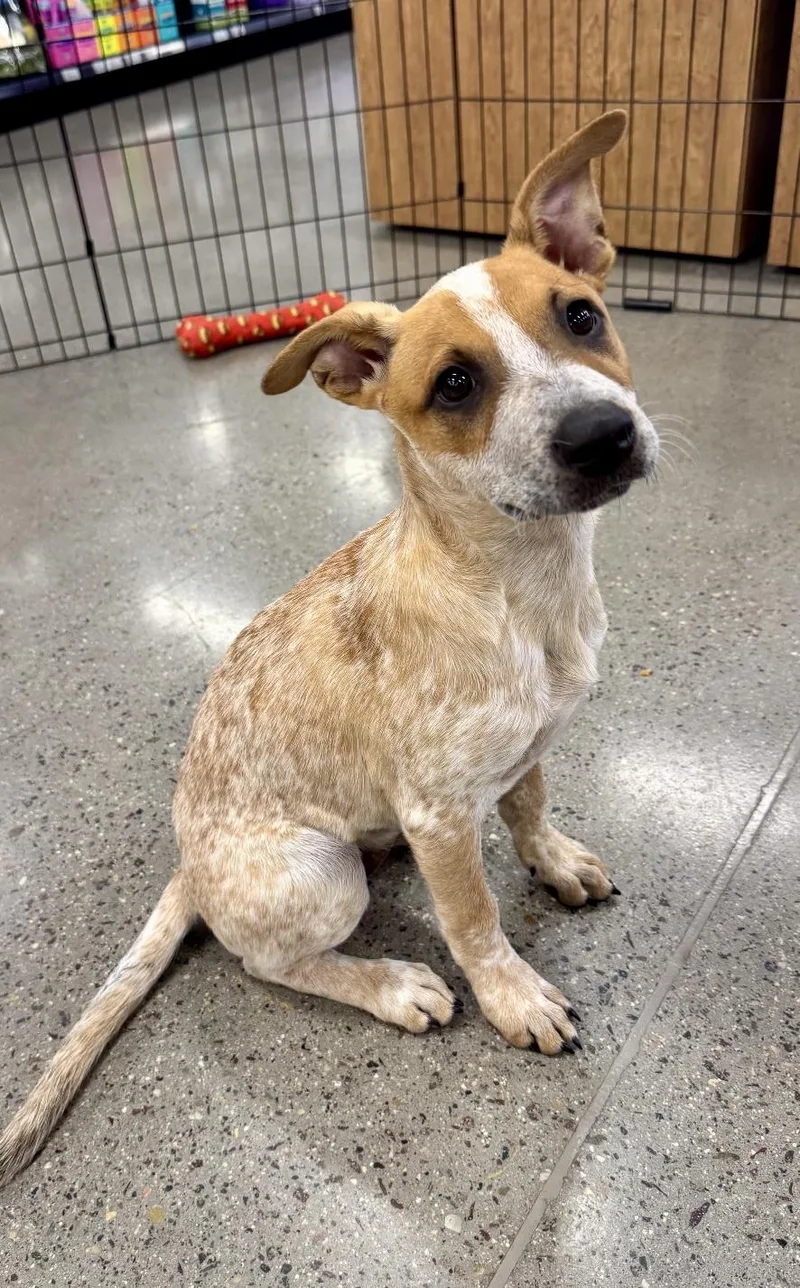 A baby medium-sized female Australian Cattle Dog / Blue Heeler dog named France for adoption in El Cajon, CA