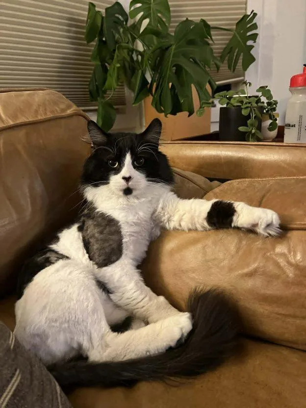 An adult medium-sized male Black & White / Tuxedo Domestic Short Hair cat named Tim for adoption in Anchorage, AK