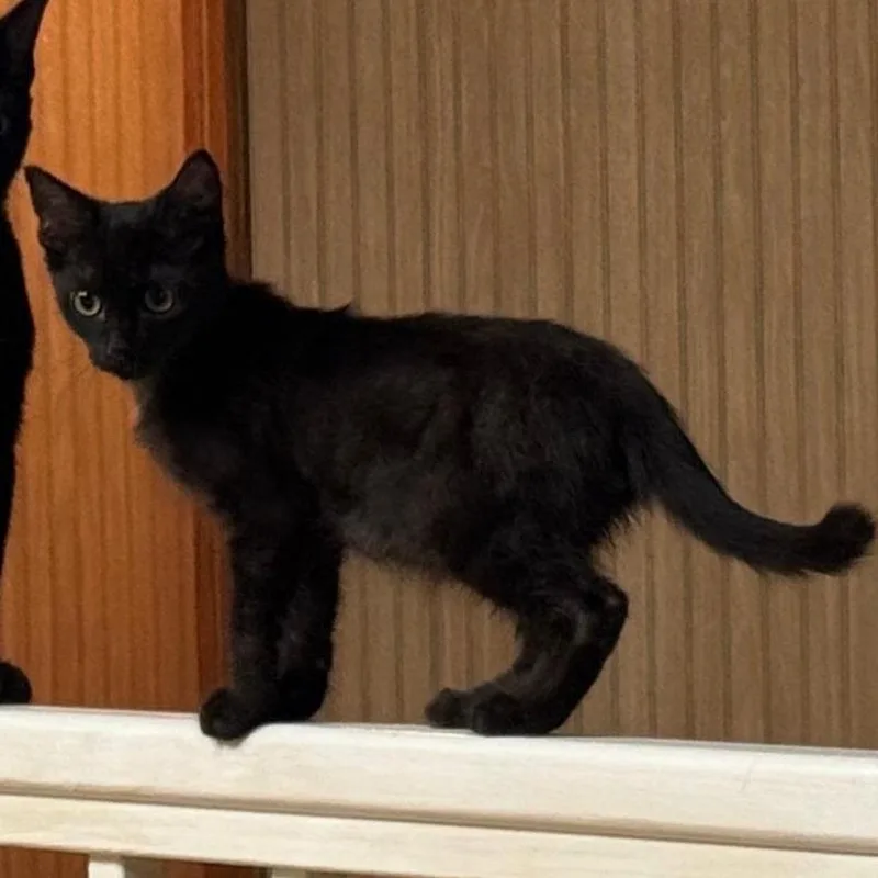 A baby medium-sized male Domestic Short Hair cat named Peter for adoption in San Antonio, TX