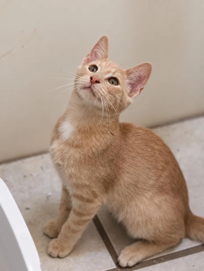 A young large-sized male Domestic Short Hair cat named Doc & Dew for adoption in Soddy Daisy, TN