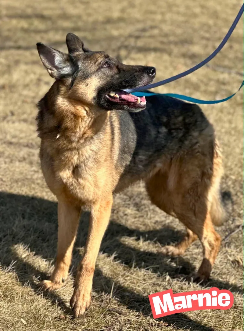An adult medium-sized female Yellow / Tan / Blond / Fawn German Shepherd Dog dog named Marnie for adoption in Valparaiso, IN