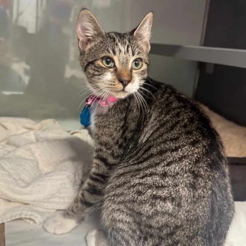 A young small-sized female Brown / Chocolate Domestic Short Hair cat named G French Toast for adoption in Port Washington, NY