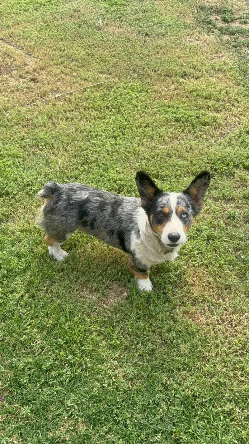 An adult small-sized male Corgi dog named Milo for adoption in Grafton, WI