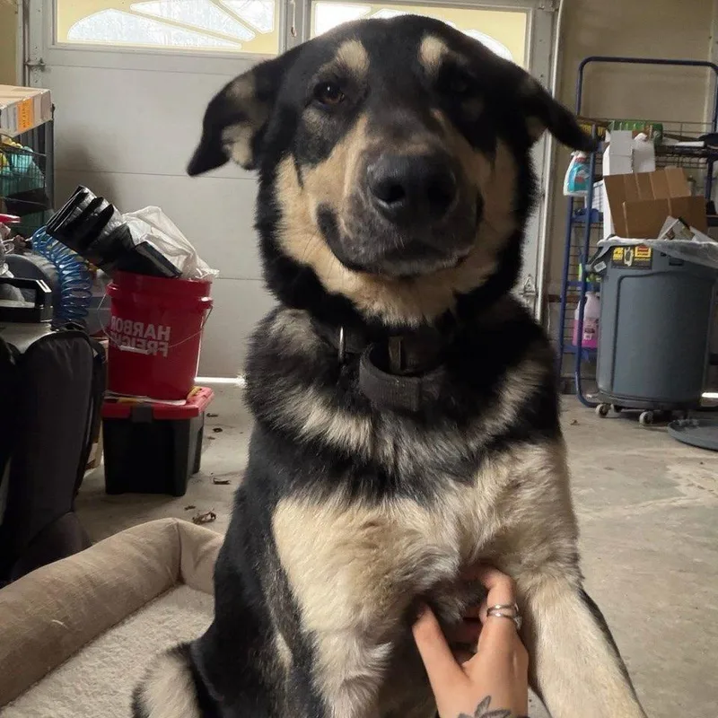 An adult large-sized male Sable German Shepherd Dog dog named Bohdi for adoption in Sequatchie, TN